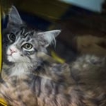 Profile Picture of Farrells Fernhurst (@farrells_fe) on Instagram