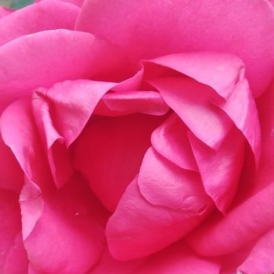 Profile Picture of Rosa Maria Castrejon (@RosaMar64703741) on Twitter