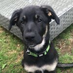Profile Picture of Lara (@schaeferhundmix_bobby) on Instagram