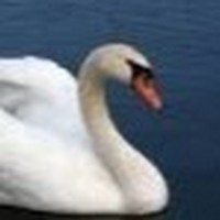 Profile Picture of Jared Swan (@jared-swan-2) on Quora