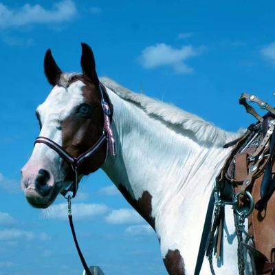 Profile Picture of Shanell Thomas (@JourneyChief) on Twitter