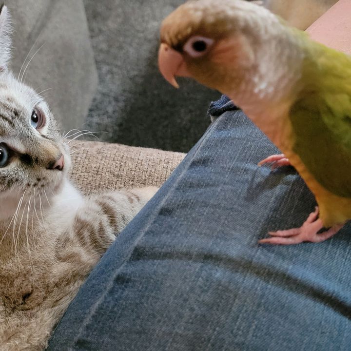 Profile Picture of Gabriel (@gabrieltheconureparrot) on Tiktok