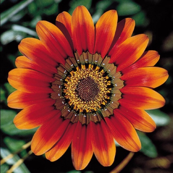 Libby Downs - Poshmark Profile Picture of Libby Downs (@libbydowns) on Poshmark