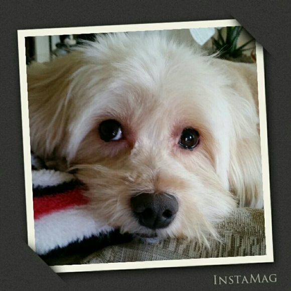 Profile Picture of Brenda Tabaldo (@bren9193) on Poshmark