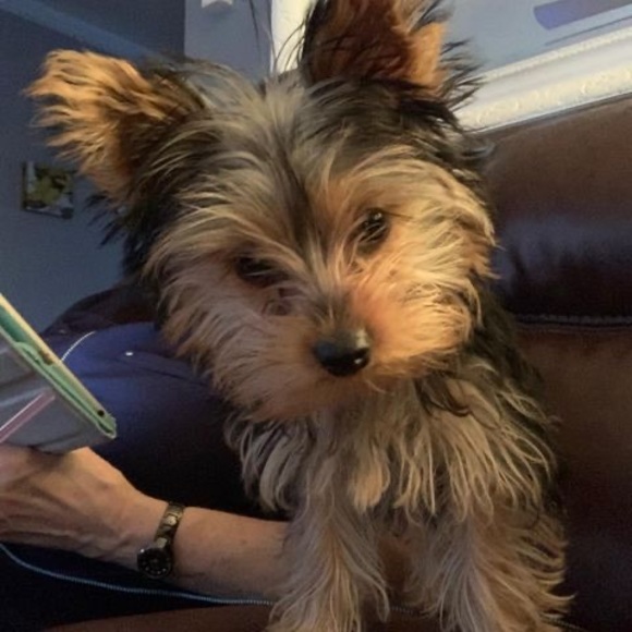 Robert denault Johanne ferland - Poshmark Profile Picture of Robert denault Johanne ferland (@denobob) on Poshmark