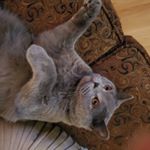 Profile Picture of Joanne Gooding (@ziggygooding) on Instagram