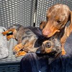 Profile Picture of Darcie And Bettie🐾 (@adventuresofdarcieandbettie) on Instagram