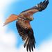 Profile Picture of Saurin Patel (@sfp5005) on Pinterest