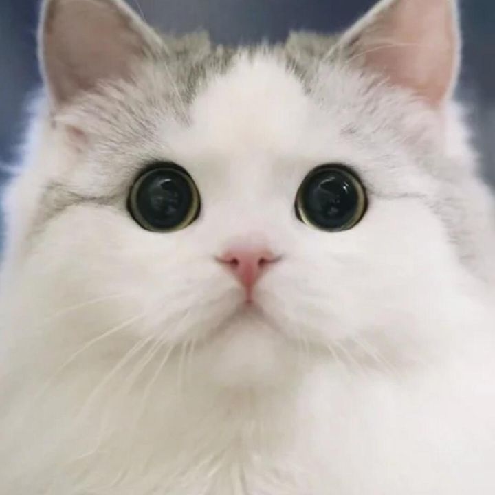 Profile Picture of Time (@donughnut) on Tiktok