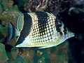 Profile Picture of Chaetodon argentatuson Wikipedia
