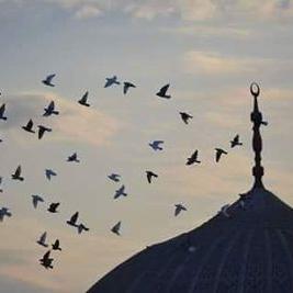 Profile Picture of Saad Hussein (@saadhussein0111) on Twitter