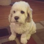 Profile Picture of Andrew Shuckyducky Timmons Jr. (@shucky611) on Instagram