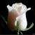 Profile Picture of Nancy Propp (@nancypropp9) on Pinterest
