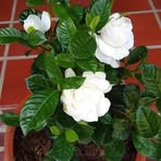 Profile Picture of Yenny Monroy (@Yenny-Monroy) on Facebook