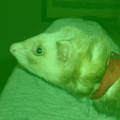 Profile Picture of Jo Anne Fitzsimmons (@goldie606) on Twitter
