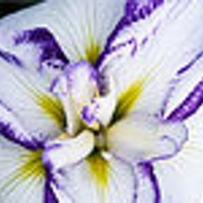 Profile Picture of Wanda Chavis (@dunamiscream) on Twitter