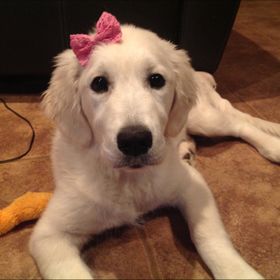 Profile Picture of Kimberly Munson (@komunson) on Pinterest