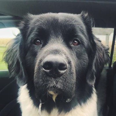 Profile Picture of Caleb Rasmussen (@rusavet) on Twitter