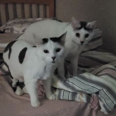 Profile Picture of Johnny Ru (@AltecLoL) on Twitter