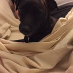 Profile Picture of Laura Hooker (@mommahooker) on Instagram