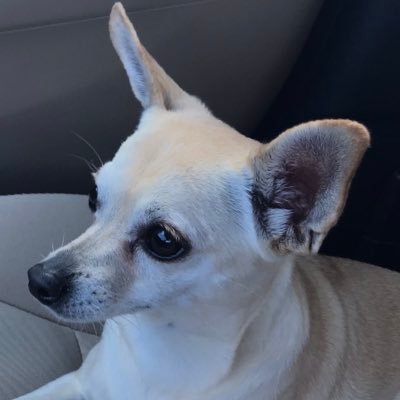 Profile Picture of Cynthia Cohen (@SadDayinUSA) on Twitter