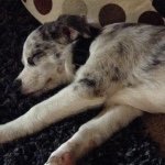 Elias Russell - Instagram Profile Picture of Elias Russell (@datlaserguy) on Instagram