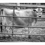 Profile Picture of Rayna Thompson (@raynahoytthompson) on Instagram