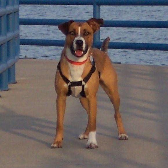 Profile Picture of Stevendena Livermore (@denalivermore) on Poshmark