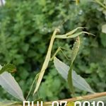 Profile Picture of Jacob Perales (@fuckoffkindly) on Instagram