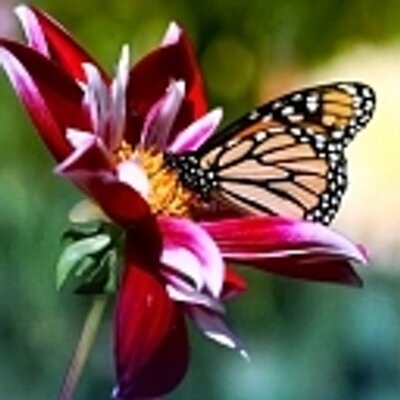 Profile Picture of Cynthia Shapiro (@Cyn_2270) on Twitter