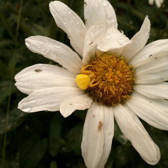 Profile Picture of Elizabeth Danford (@edanford) on Poshmark