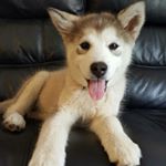 Profile Picture of Ruby Sherry (@ruby_thealaskanmalamute) on Instagram