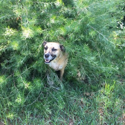 Profile Picture of Scoutabout & Chris  🌼 🐕 (@Scoutabout2) on Twitter