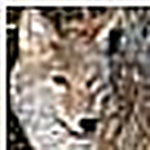 Profile Picture of Old Coyote (@old coyote) on Flickr