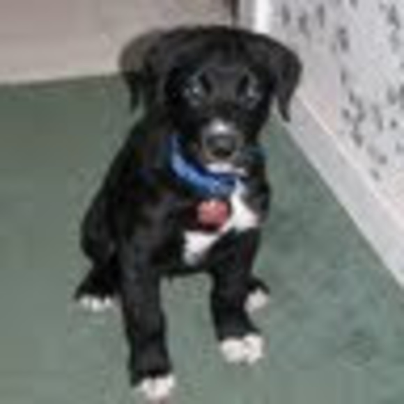 Profile Picture of Jay Stevens (@jaysydneyshebaa) on Poshmark