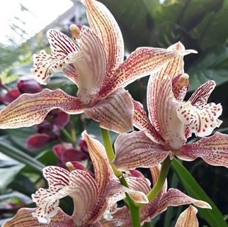 Profile Picture of Cecilia Cross (@Cecilia-Cross) on Facebook