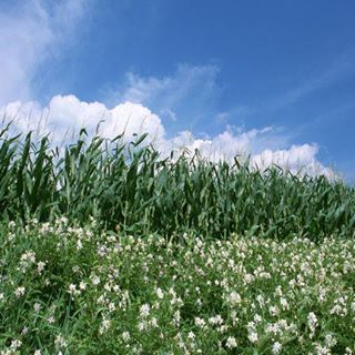 Profile Picture of Walter Como (@walter.como.7) on Facebook