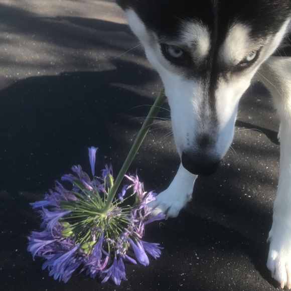 Profile Picture of Cristal Castaneda (@cristal650958) on Poshmark