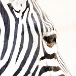 Profile Picture of Andre_m (@andre_m) on Flickr