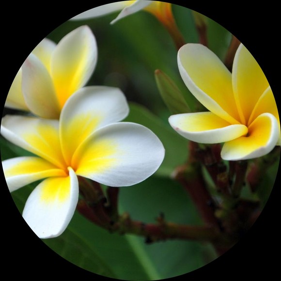 Profile Picture of Joyce Chiu (@msjchiu) on Poshmark