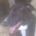 Profile Picture of Jen Ditzenberger (@candypizza) on Pinterest