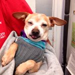 Profile Picture of Amy L. Porter (@a.drunken.monkey) on Instagram