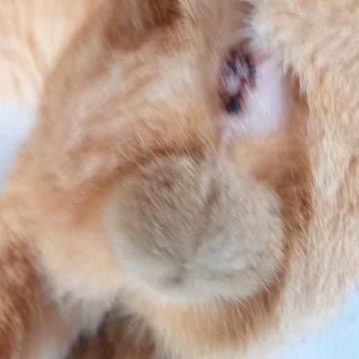 FranklinHanson - Tiktok Profile Picture of FranklinHanson (@demetesgido) on Tiktok