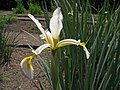 Profile Picture of Iris spuria subsp. carthaliniaeon Wikipedia