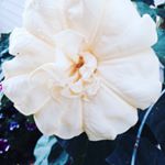 Profile Picture of Bruce Baum (@pastorbaum_lord_of_life) on Instagram