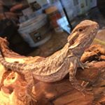 Profile Picture of Sam Gus-Gus Bucher (@sam.the.bearded.dragon) on Instagram