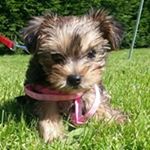 Profile Picture of Paula Whitlock (@polly263493) on Instagram