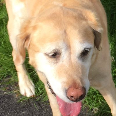 Profile Picture of Jimmy Guide Dogon Twitter