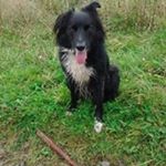 Profile Picture of Craig Callan (@craig.callan) on Instagram