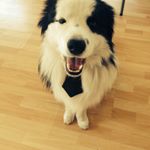 Profile Picture of Jeff Border Collie (@jeffbordercollie) on Instagram